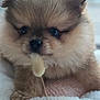 Gonthier participe au concours pour gagner de l'argent avec cette photo : dog, puppy, pomeranian, fluffy, fur, close_up, face, eyes, nose, paw, toy, blanket, bed, indoor, soft_focus, portrait, cute, small, animal, domestic_animal