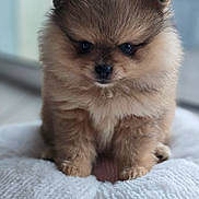 Gonthier participe au concours pour gagner de l'argent avec cette photo : puppy, dog, pomeranian, pet, animal, fluffy, fur, closeup, portrait, eyes, nose, paws, sitting, cushion, blanket, indoor, home, adorable, whiskers, soft_texture