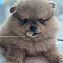Gonthier participe au concours pour gagner de l'argent avec cette photo : puppy, pomeranian, dog, fluffy, fur, close_up, portrait, cute, pet, nose, eyes, paws, blanket, bed, indoor, whiskers, toy, brown, small, adorable