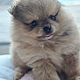 puppy, dog, pomeranian, fluffy, fur, tongue, sitting, portrait, close_up, pet, adorable, indoor, blanket, bed, cute, big_eyes, nose, paws, whiskers, soft