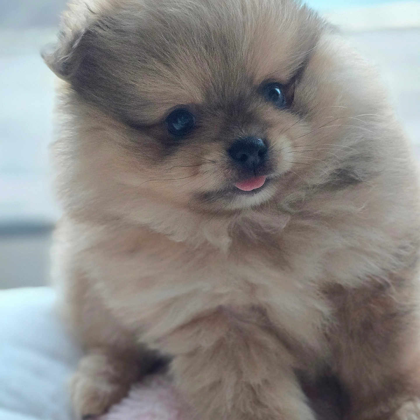 Gonthier a rejoint le concours — aidez-le/la à gagner de superbes lots ! adorable, bed, big_eyes, blanket, close_up, cute, dog, fluffy, fur, indoor, nose, paws, pet, pomeranian, portrait, puppy, sitting, soft, tongue, whiskers