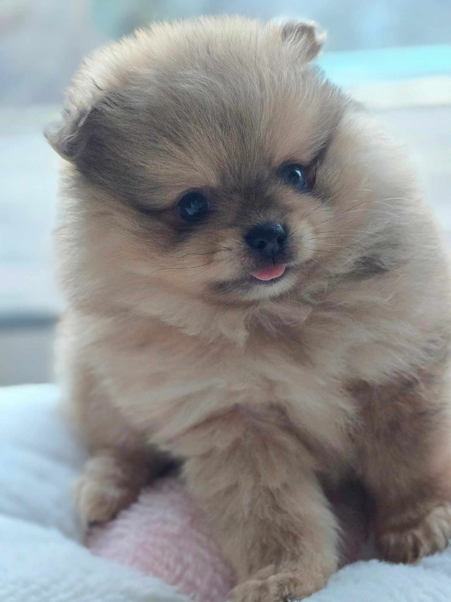 Gonthier a rejoint le concours — aidez-le/la à gagner de superbes lots ! puppy, dog, pomeranian, fluffy, fur, tongue, sitting, portrait, close_up, pet, adorable, indoor, blanket, bed, cute, big_eyes, nose, paws, whiskers, soft