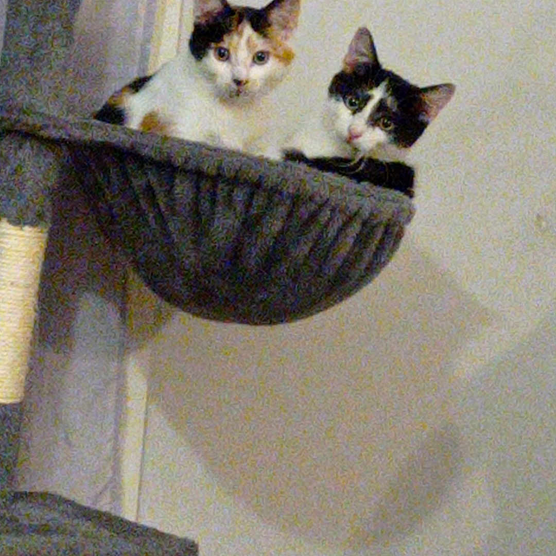 Oreo Et Lyli