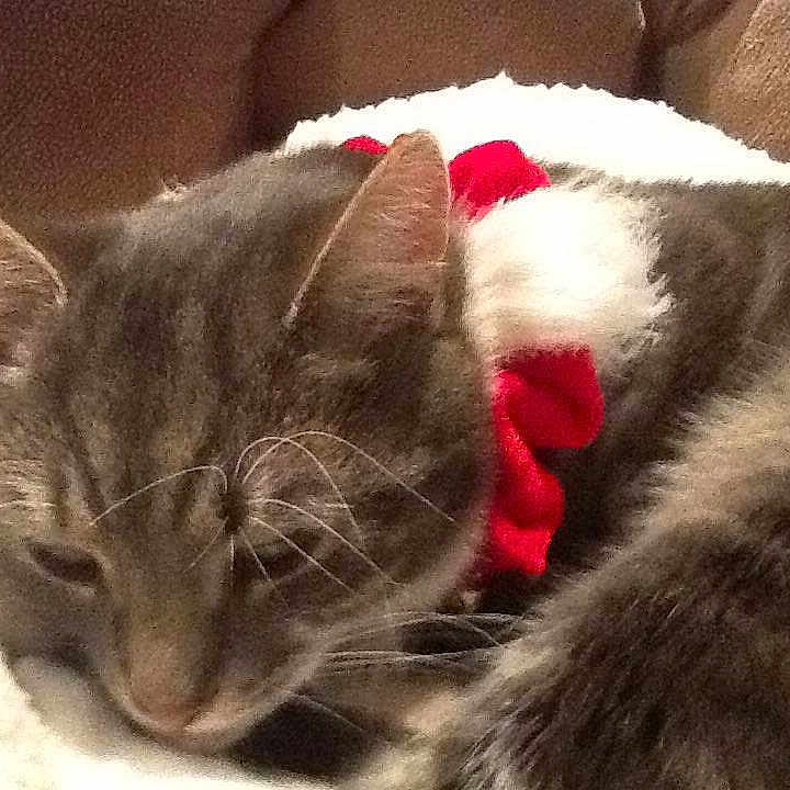 Smokie is registered to the contest to win money with this photo: