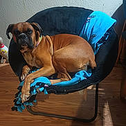 Ms. Rubee Rue joined the competition — help win amazing prizes! dog, brown_dog, chair, blanket, indoor, wooden_floor, wall, pet, relaxed, cozy, furniture, animal, canine, resting, collar, domestic_animal, comfort, shadows, texture, home