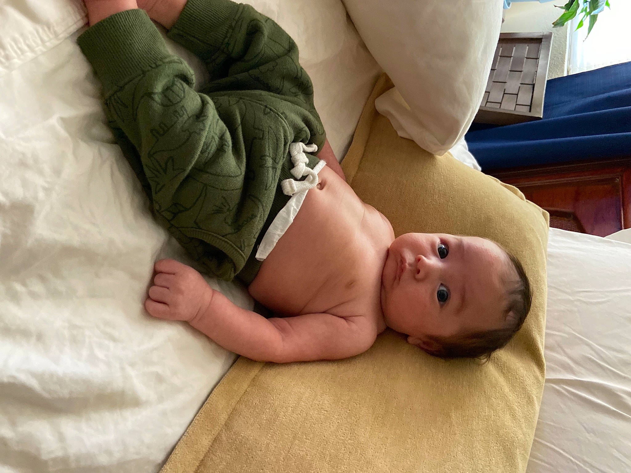 Elvis joined the competition — help win amazing prizes! abdomen, arm, baby, chest, child, comfort, elbow, head, houseplant, human_body, human_leg, knee, linens, person, plant, stomach, thigh, thumb, toddler, trunk