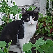 Banditt Cat joined the competition — help win amazing prizes! animal, black_and_white, cat, curious, daylight, ears, eyes, feline, flora, garden, greenery, leaves, nature, outdoor, pet, plants, sitting, soil, vegetation, whiskers