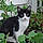 Banditt Cat