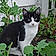 Banditt Cat