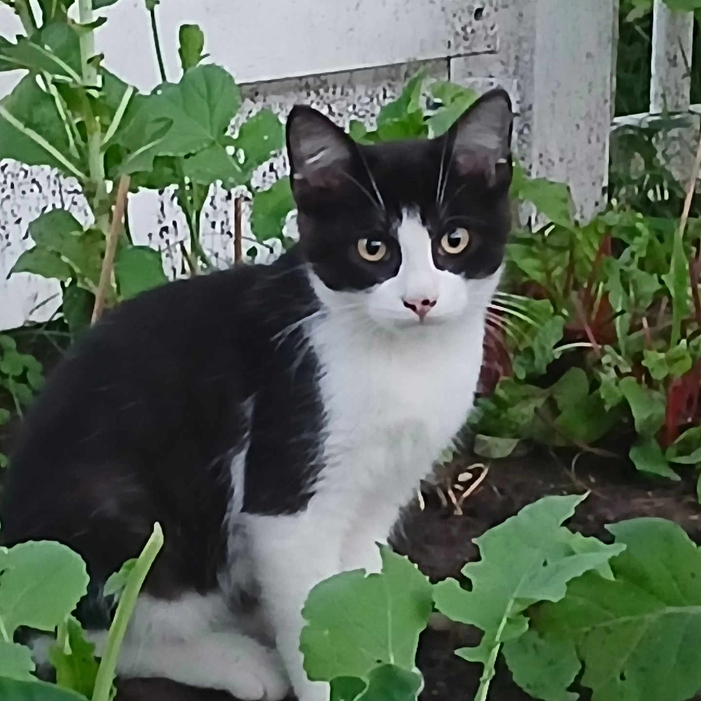 Banditt Cat joined the competition — help win amazing prizes! animal, black_and_white, cat, curious, daylight, ears, eyes, feline, flora, garden, greenery, leaves, nature, outdoor, pet, plants, sitting, soil, vegetation, whiskers
