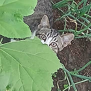 Omg joined the competition — help win amazing prizes! cat, green_leaves, garden, plants, soil, outdoor, nature, curious, animal, pet, stealthy, eyes, ears, leaf, ground, vegetation, camouflage, wildlife, flora, closeup