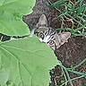 cat, green_leaves, garden, plants, soil, outdoor, nature, curious, animal, pet, stealthy, eyes, ears, leaf, ground, vegetation, camouflage, wildlife, flora, closeup