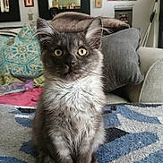 Lil Wolfie Boy is registered to the contest to win money with this photo: cat, grey_cat, yellow_eyes, fluffy, sitting, curious, indoor, living_room, rug, couch, pillow, artwork, decor, furniture, pet, animal, portrait, feline, home, cozy