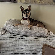 Bandit is registered to the contest to win money with this photo: dog, small_dog, pillow, blanket, indoor, pet, collar, resting, couch, furniture, wall_art, wooden_pier, decor, home, relaxed, animal, canine, brown, black, white
