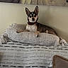 dog, small_dog, pillow, blanket, indoor, pet, collar, resting, couch, furniture, wall_art, wooden_pier, decor, home, relaxed, animal, canine, brown, black, white