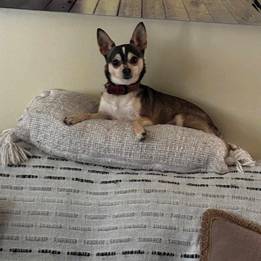Bandit