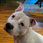 Ghost is registered to the contest to win money with this photo: dog, white_dog, pet, canine, indoor, wooden_floor, curious, ears, animal, companion, looking_up, cute, domestic_animal, friendly, portrait, mammal, household, one_ear_flopped, close_up, adorable