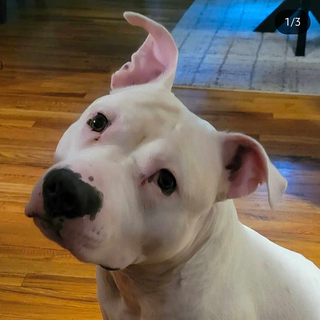 Ghost is registered to the contest to win money with this photo: adorable, animal, canine, close_up, companion, curious, cute, dog, domestic_animal, ears, friendly, household, indoor, looking_up, mammal, one_ear_flopped, pet, portrait, white_dog, wooden_floor