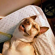 Jax joined the competition — help win amazing prizes! dog, sleeping, indoor, bed, polka_dot, sheet, cozy, pet, canine, relaxed, light_brown, white_fur, ears, mouth, teeth, napping, resting, animal, cute, companion