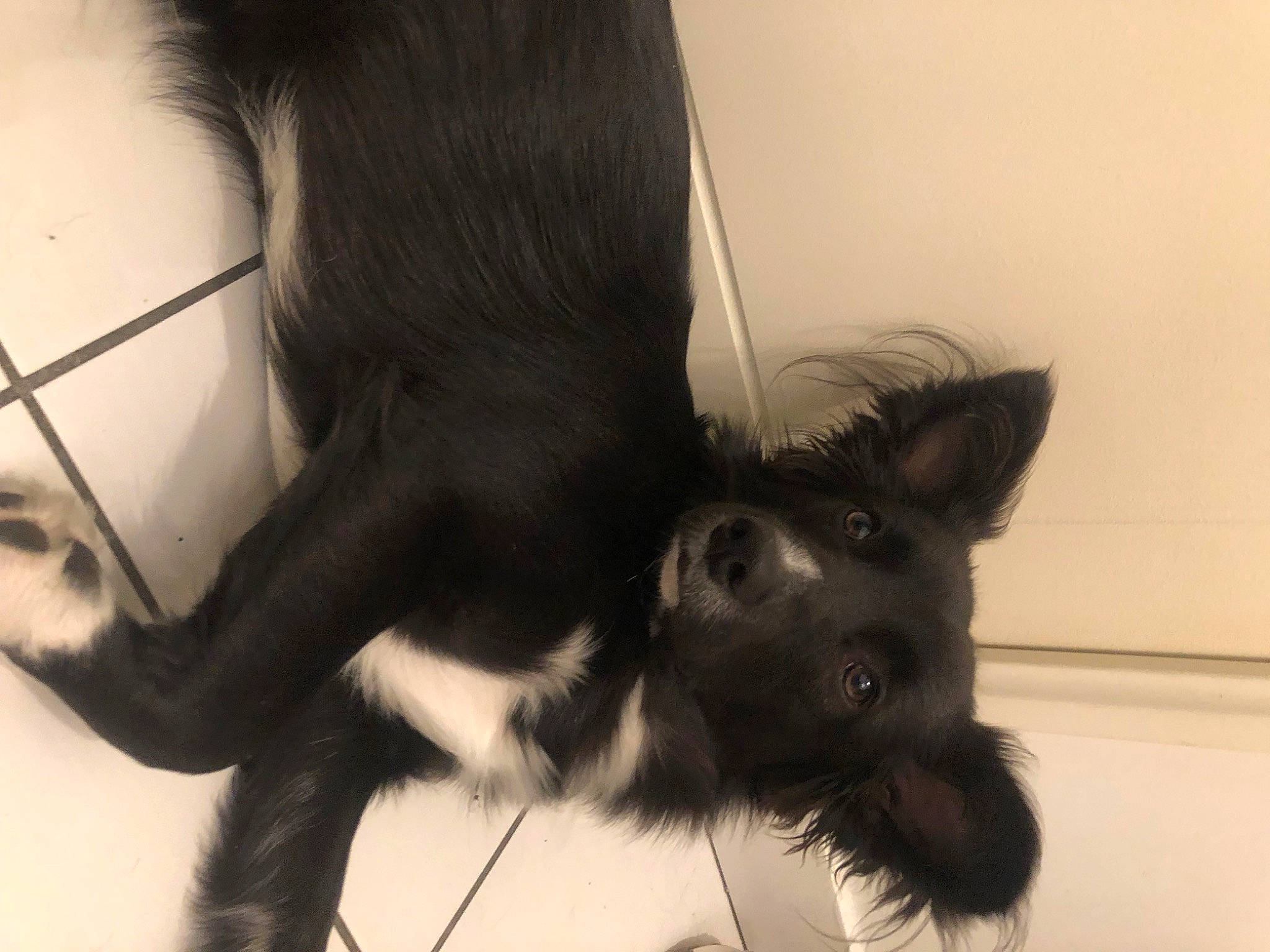 Marley participe au concours pour gagner de l'argent avec cette photo : carnivore, claw, companion_dog, dog, dog_breed, ear, felidae, foot, fur, gesture, human_leg, mammal, monochrome, paw, small_to_medium_sized_cats, snout, sporting_group, tail, whiskers, working_animal