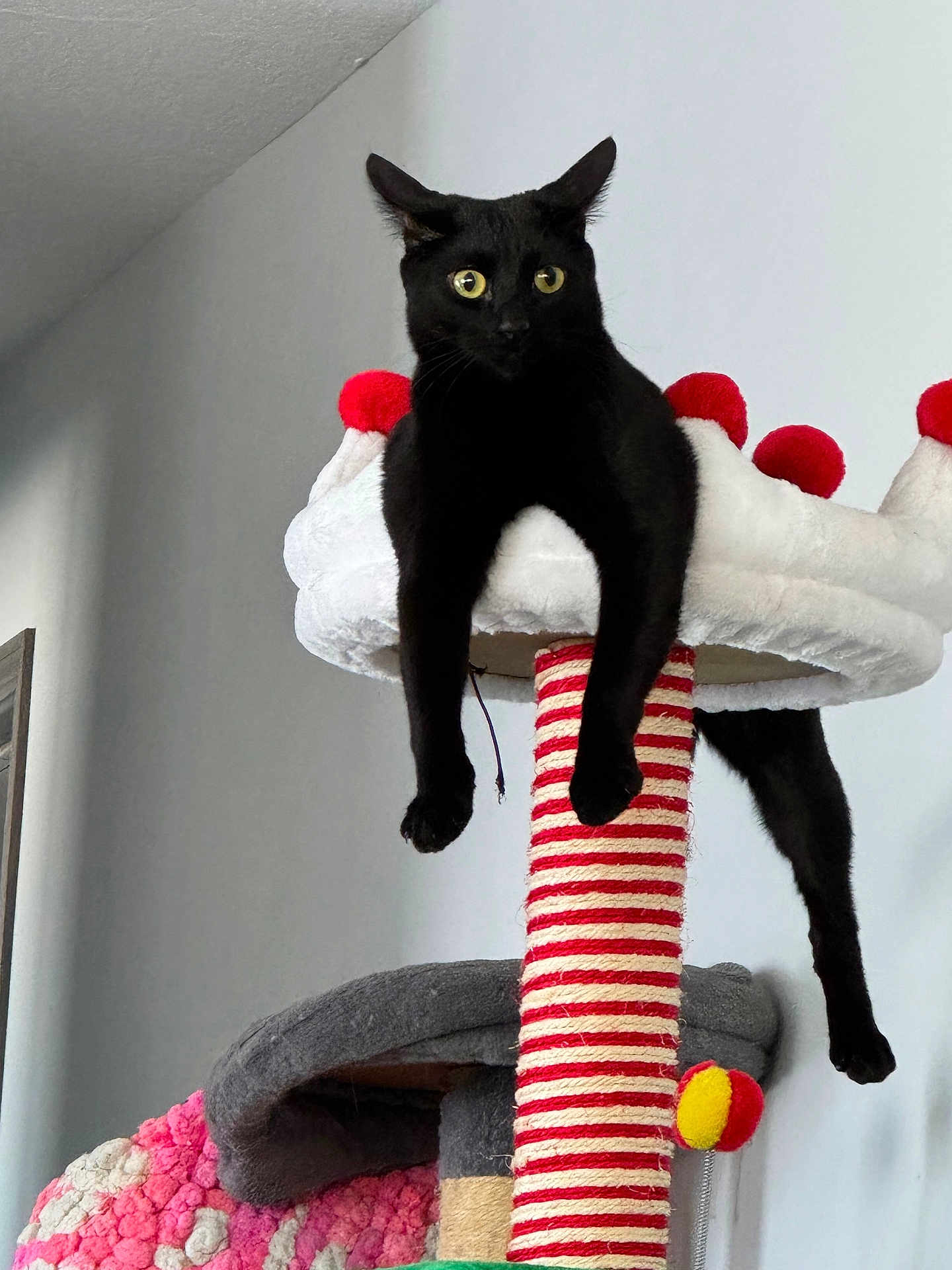 Onyx joined the competition — help win amazing prizes! black_cat, cat, cat_tree, cozy, dangling_legs, ears, fur, home_interior, indoor, paw, perched, pet, plush_platform, red_pom_pom, relaxed, scratching_post, striped_rope, toy_ball, vertical_post, yellow_eyes