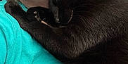 Onyx joined the competition — help win amazing prizes! black_cat, cat, chin, close_up, comfort, couch, cuddling, fur, glasses, indoor, paw, person, pet, portrait, resting, senior_person, sleeping_cat, teal_shirt, texture, whiskers