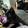 Onyx is registered to the contest to win money with this photo: black_cat, blanket, cat, close_up, couch, cozy, domestic, feline, furniture, indoor, living_room, lounging, pair, paws, pet, plaid_pajamas, portrait, soft_texture, whiskers, yellow_eyes
