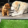 dog, puppy, brown_dog, cream_dog, porch, wooden_floor, grass, pet, animal, collar, outdoor, cute, nose_to_nose, friendship, companions, sitting, lying_down, close_up, daylight, pets