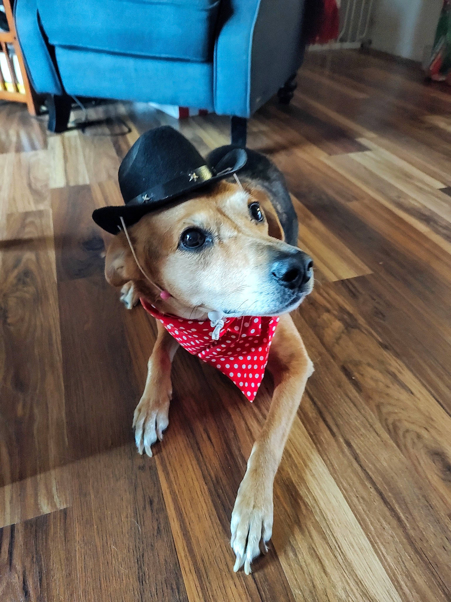 Sissy joined the competition — help win amazing prizes! carnivore, chair, collar, companion_dog, dog, dog_breed, dog_collar, dog_supply, fawn, floor, flooring, hardwood, laminate_flooring, pet_supply, plank, snout, sporting_group, wood, wood_stain, working_animal