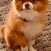 Yankee joined the competition — help win amazing prizes! animal, attention, brown, carpet, collar, companion, cute, dog, domestic_animal, fluffy, fur, furry, indoor, paw, pet, pomernian, portrait, sitting, small_dog, white