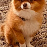 animal, attention, brown, carpet, collar, companion, cute, dog, domestic_animal, fluffy, fur, furry, indoor, paw, pet, pomernian, portrait, sitting, small_dog, white