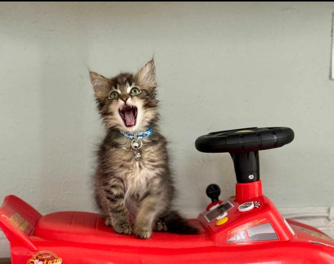 Enzo joined the competition — help win amazing prizes! kitten, cat, toy_car, red, collar, bell, indoor, pet, feline, playful, wide_eyes, mouth_open, fur, small, cute, animal, steering_wheel, background, wall, sitting