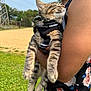 Enzo joined the competition — help win amazing prizes! kitten, cat, pet, harness, person, arm, outdoor, grass, field, tank_top, floral_pattern, sunlight, sleeping, close_up, holding, nature, animal, happy, summer, relaxation