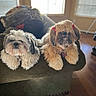 animal, black, brown, companion, couch, cute, dog, domestic, fluffy, fur, furniture, indoor, living_room, natural_light, pet, red_bows, relaxing, two_dogs, white, window