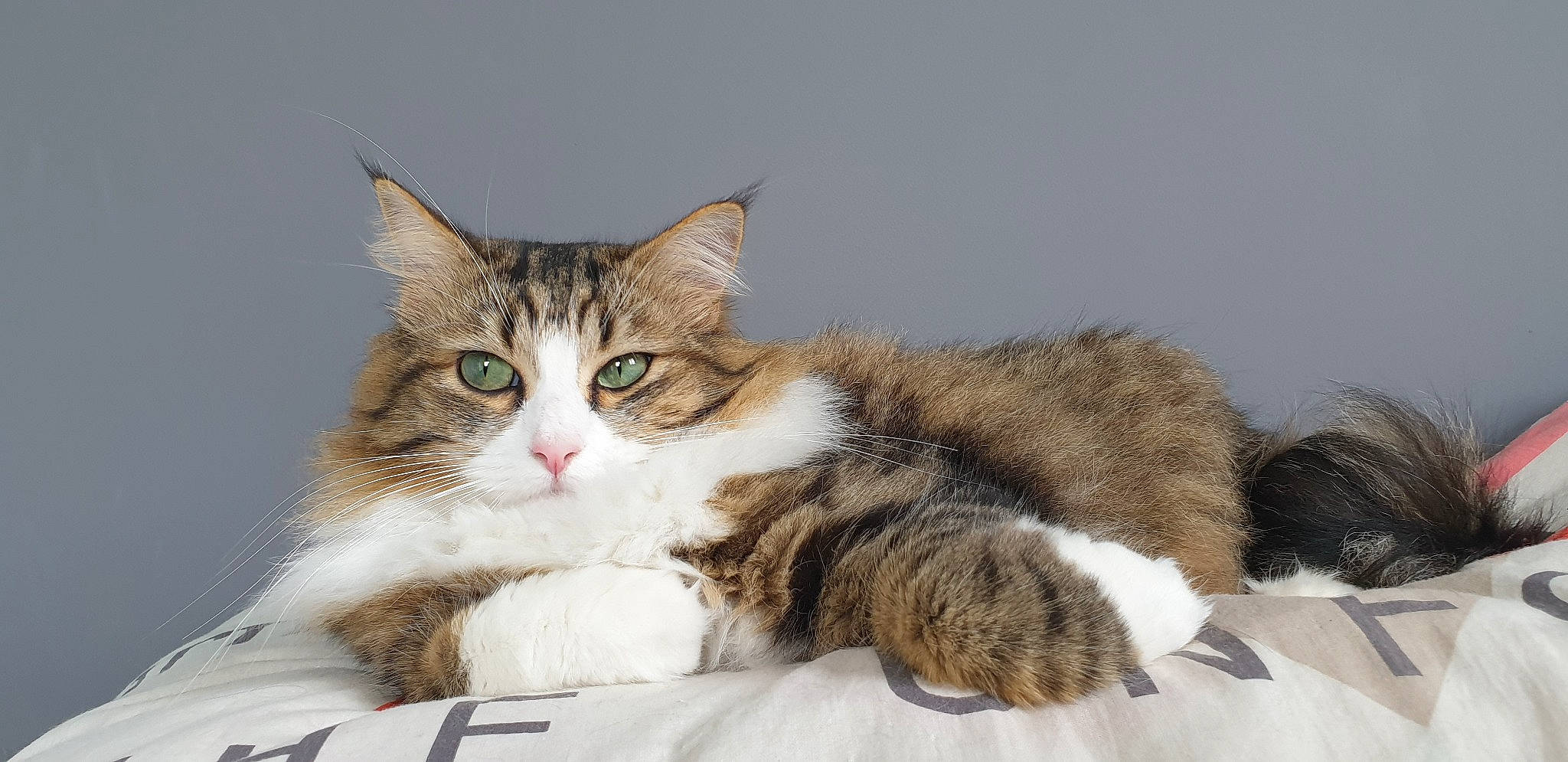 Nina participe au concours pour gagner de l'argent avec cette photo : carnivore, cat, claw, comfort, domestic_short_haired_cat, felidae, fur, paw, sitting, small_to_medium_sized_cats, snout, tail, terrestrial_animal, whiskers