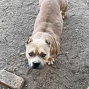 Bane is registered to the contest to win money with this photo: dog, muscular, dirt, outdoor, animal, pet, brown, short_hair, ears, face, eyes, paws, ground, brick, stick, watchful, alert, canine, nature, looking_up