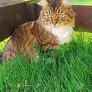 Zoé is registered to the contest to win money with this photo: cat, tabby, fluffy, grass, outdoor, nature, wooden_structure, greenery, animal, pet, yellow_eyes, fur, sitting, alert, daylight, closeup, mammal, whiskers, clover, garden