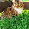 cat, tabby, fluffy, grass, outdoor, nature, wooden_structure, greenery, animal, pet, yellow_eyes, fur, sitting, alert, daylight, closeup, mammal, whiskers, clover, garden