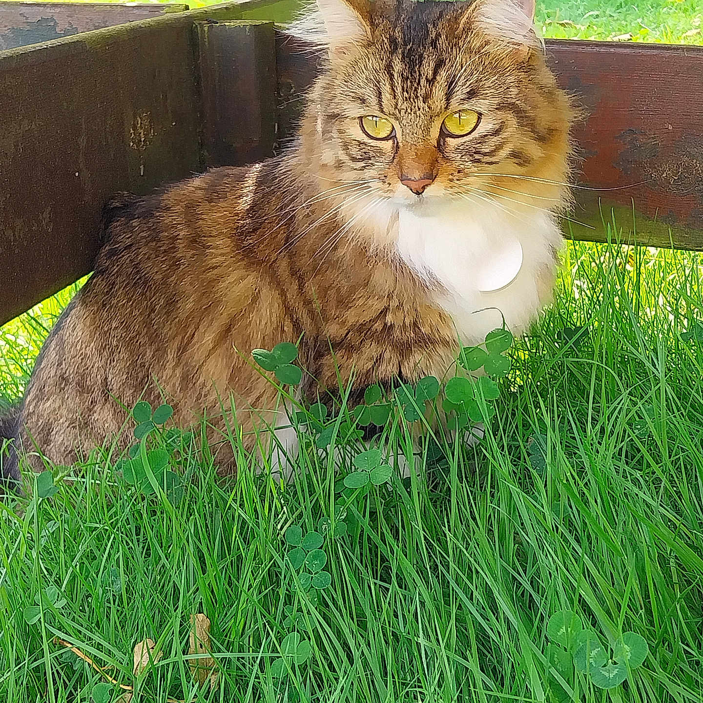 Zoé