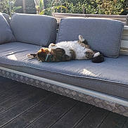 Zoé participe au concours pour gagner de l'argent avec cette photo : bench, cat, collar, comfortable, cushion, daylight, feline, fluffy, garden, gray, leisure, nature, outdoor, pet, plant, relaxation, resting, sofa, sunlight, wooden_deck