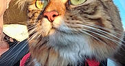 Zoé participe au concours pour gagner de l'argent avec cette photo : animal, car, cat, close_up, domestic_animal, fur, glasses, green_eyes, harness, indoor, looking_out, person_partial, pet, portrait, seatbelt, sunlight, tabby_cat, whiskers, window, yellow_eyes