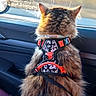 Zoé participe au concours pour gagner de l'argent avec cette photo : animal, back_view, car, cat, companion, domestic_animal, fur, hand, harness, inside, landscape, nature, person, pet, resting, road_trip, seat, sunlight, travel, window