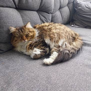 Zoé participe au concours pour gagner de l'argent avec cette photo : cat, tabby, sleeping, fluffy, couch, gray, indoor, pet, feline, cozy, relaxed, fur, window, home, resting, animal, domestic, cute, soft, nap