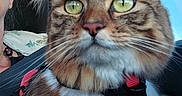 Zoé participe au concours pour gagner de l'argent avec cette photo : animal, car, cat, closeup, domestic_animal, feline, fur, green_eyes, harness, indoor, person, pet, portrait, seatbelt, side_profile, tabby_cat, transport, travel, whiskers, window