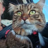 Zoé participe au concours pour gagner de l'argent avec cette photo : animal, car, cat, closeup, domestic_animal, feline, fur, green_eyes, harness, indoor, person, pet, portrait, seatbelt, side_profile, tabby_cat, transport, travel, whiskers, window