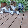 Zoé a rejoint le concours — aidez-le/la à gagner de superbes lots ! animal, cat, decorative_pot, feline, fluffy, garden, greenery, leaf, nature, outdoor, pet, plant, potted_plant, relaxing, resting, summer, sunlight, tabby, white_paws, wooden_deck