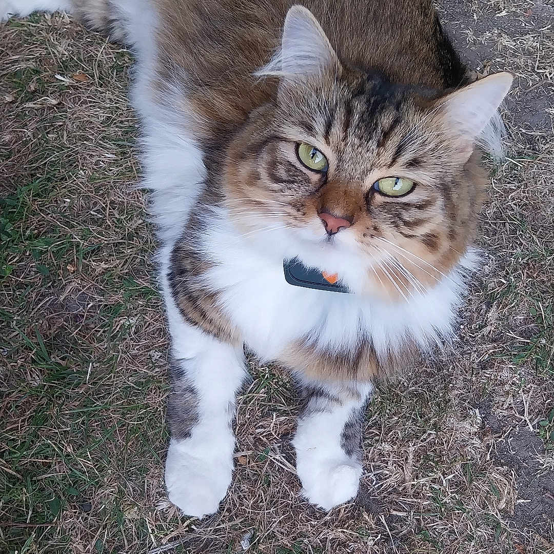 Zoé