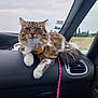 cat, tabby_cat, dashboard, car_interior, leash, harness, window, cloudy_sky, outdoor_view, fur, pet, animal, relaxed, sitting, whiskers, green_eyes, fluffy_tail, vent, leather_surface, road_trip