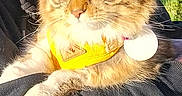 Zoé participe au concours pour gagner de l'argent avec cette photo : bandana, black_hoodie, cat, close_up, collar_tag, feline, fur, glasses, grass, hand, holding, long_hair, outdoor, person_partial, pet, portrait, sunlight, tabby_cat, whiskers, yellow_eyes