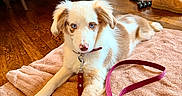 Ziggy is registered to the contest to win money with this photo: puppy, dog, blue_eyes, leash, towel, wooden_floor, indoor, furniture, boot, brown, cream, pet, laying_down, collar, cozy, home, cute, young_dog, domestic, flooring